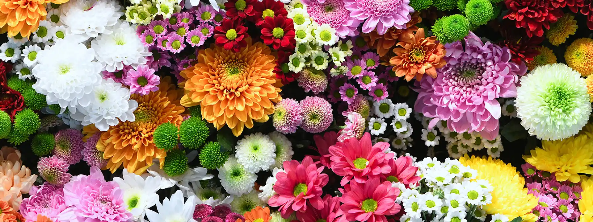 Horticole Nicolas Bailly, jardinerie – horticulture – fleuriste Saint-Marcel près de Chalon-sur-Saône