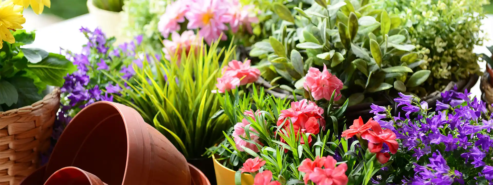 Horticole Nicolas Bailly, jardinerie – horticulture – fleuriste Saint-Marcel près de Chalon-sur-Saône