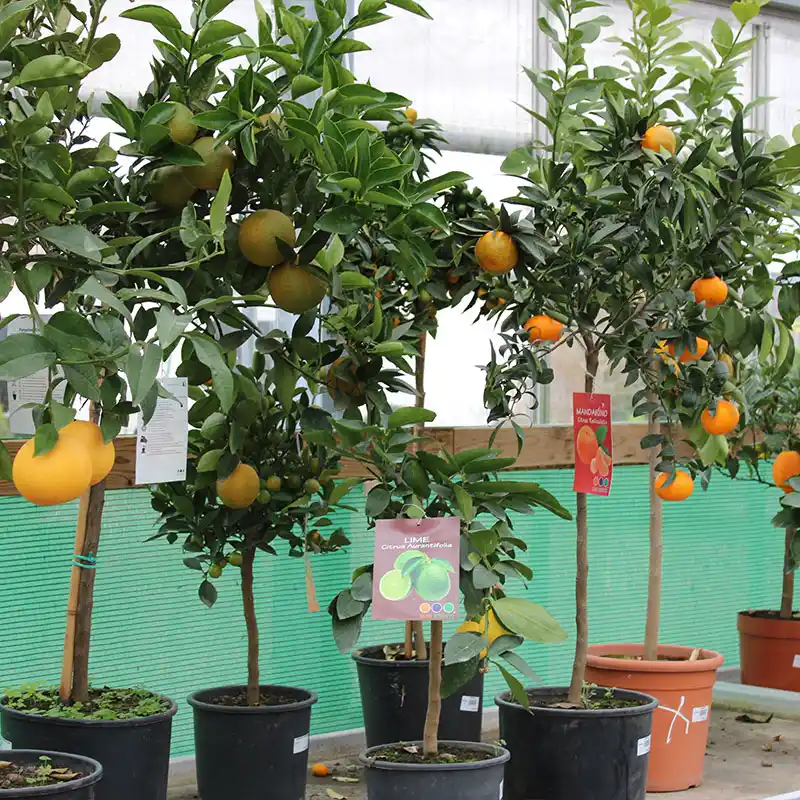 Horticole Nicolas Bailly, jardinerie – horticulture