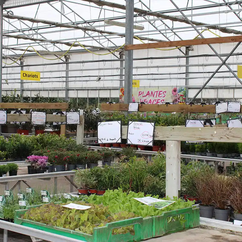 Horticole Nicolas Bailly, jardinerie – horticulture