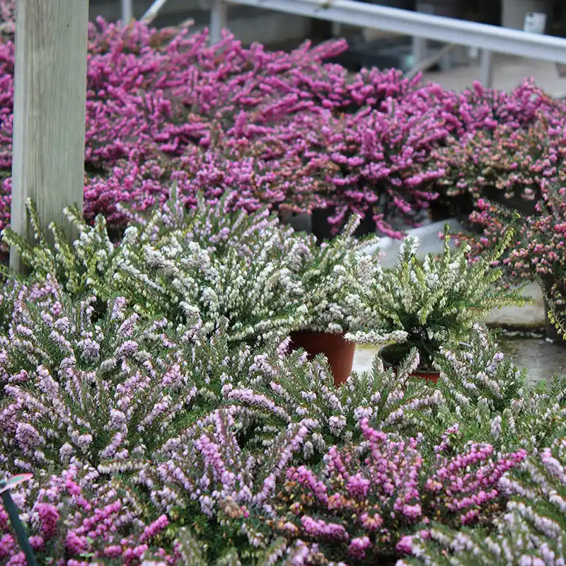 Horticole Nicolas Bailly, jardinerie – horticulture